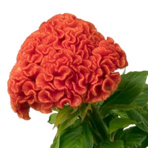 Celosia Captain Dark Orange