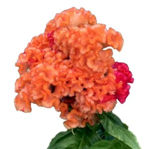 Celosia Captain Light Orange