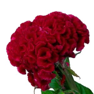 Celosia Captain Red