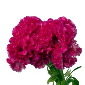 Celosia Captain Rose