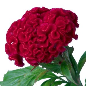 Celosia Captain Scarlet