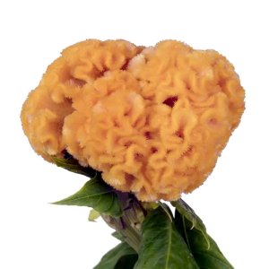 Celosia Captain Yellow