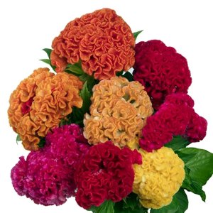 Celosia Captain Mix