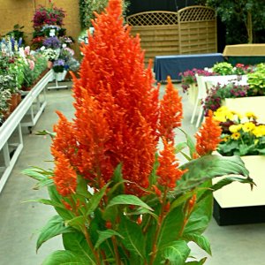 Celosia Century Fire