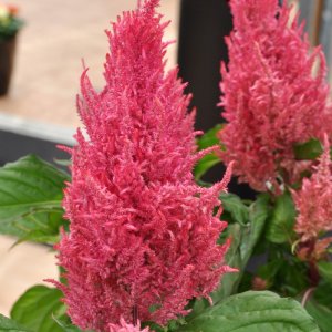 Celosia Century Pink