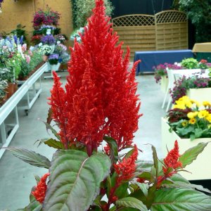 Celosia Century Red