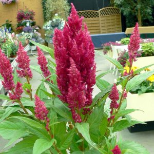 Celosia Century Rose