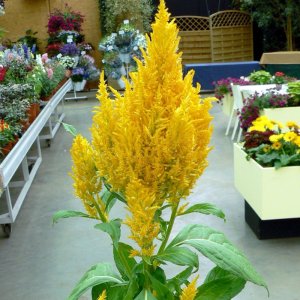 Celosia Century Yellow