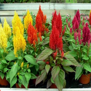 Celosia Century Mix