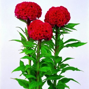 Celosia Chief Carmine