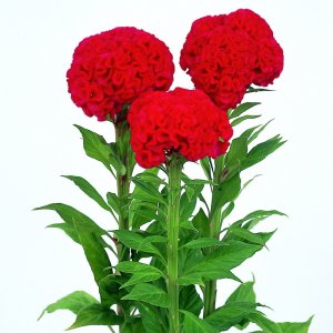 Celosia Chief Fire