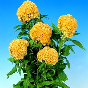 Celosia Chief Gold