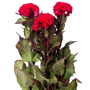 Celosia Chief Red