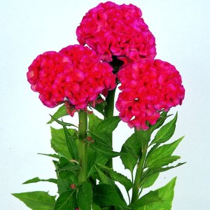 Celosia Chief Rose