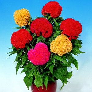 Celosia Chief Mix