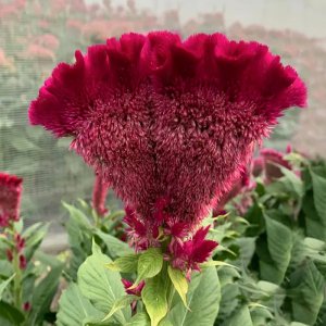 Celosia Martine Purple