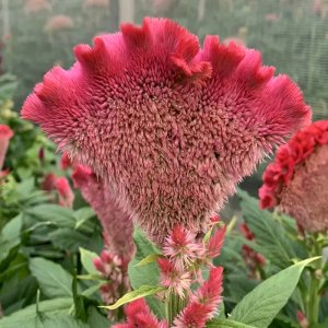 Celosia Martine Scarlet