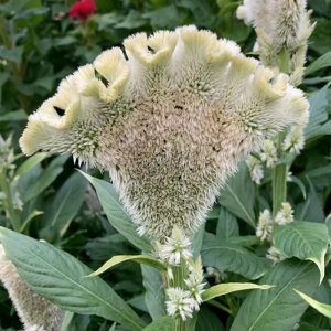 Celosia Martine Yellow