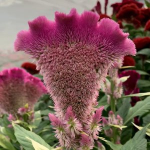 Celosia Martine Pink