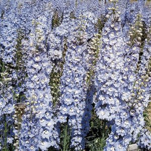 Delphinium Benarys Pacific Summer Skies