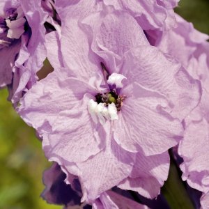 Delphinium Benarys Pacific Astolat