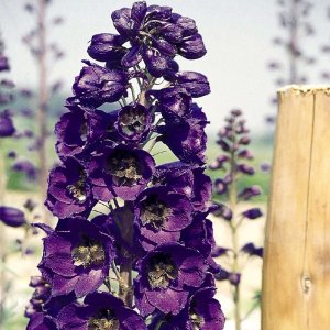 Delphinium Benarys Pacific Black Knight