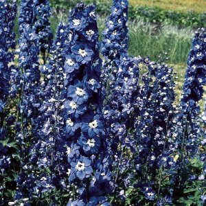 Delphinium Benarys Pacific Blue Bird