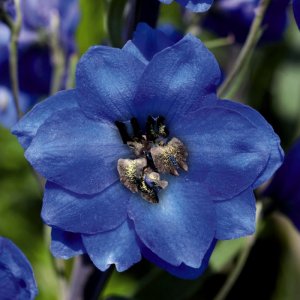 Delphinium Benarys Pacific Blue Jay