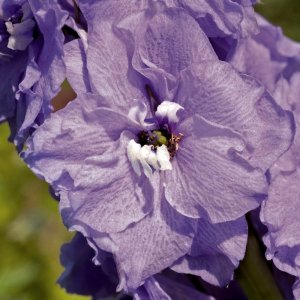 Delphinium Benarys Pacific Cameliard