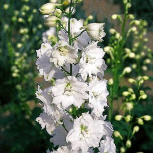 Delphinium Benarys Pacific Galahad