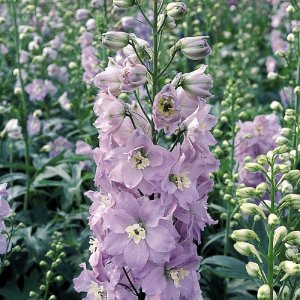 Delphinium Benarys Pacific Guinevere