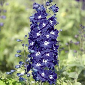 Delphinium Benarys Pacific King Arthur