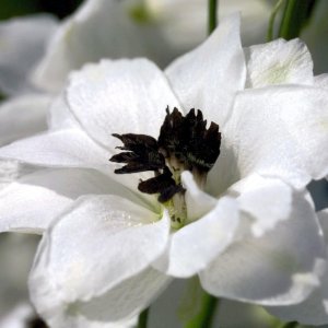 Delphinium Benarys Pacific Percival