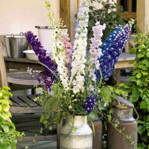 Delphinium Benarys Pacific Mix