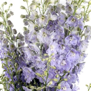 Delphinium Candle Lavender Shades