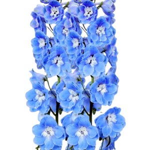 Delphinium Candle Light Blue Shades