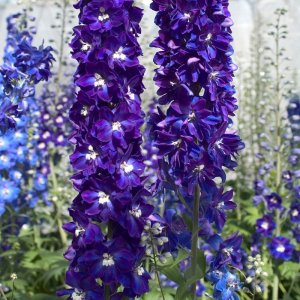 Delphinium Candle Violet Shades