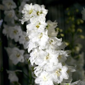 Delphinium Candle White Shades