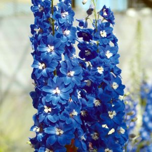 Delphinium Candle Blue Shades