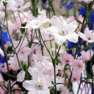 Delphinium Jennys Pearl Pink