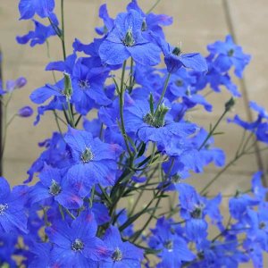 Delphinium Jennys Pearl Blue