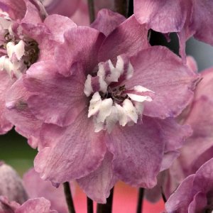 Delphinium Magic Fountains Cherry Blossom White Bee