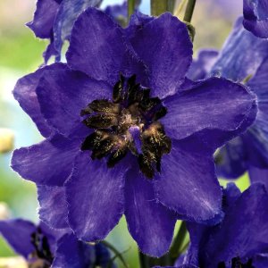 Delphinium Magic Fountains Dark Blue Dark Bee