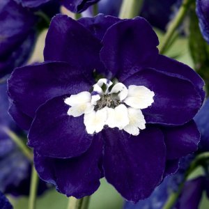 Delphinium Magic Fountains Dark Blue White Bee