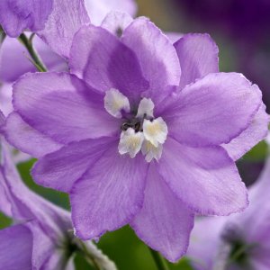 Delphinium Magic Fountains Lavender White Bee