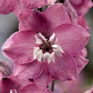 Delphinium Magic Fountains Lilac Pink White Bee