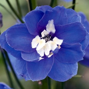 Delphinium Magic Fountains Mid Blue White Bee