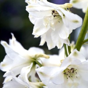 Delphinium Magic Fountains Pure White