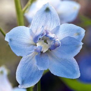 Delphinium Magic Fountains Sky Blue White Bee