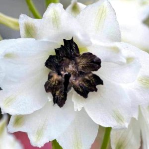 Delphinium Magic Fountains White Dark Bee